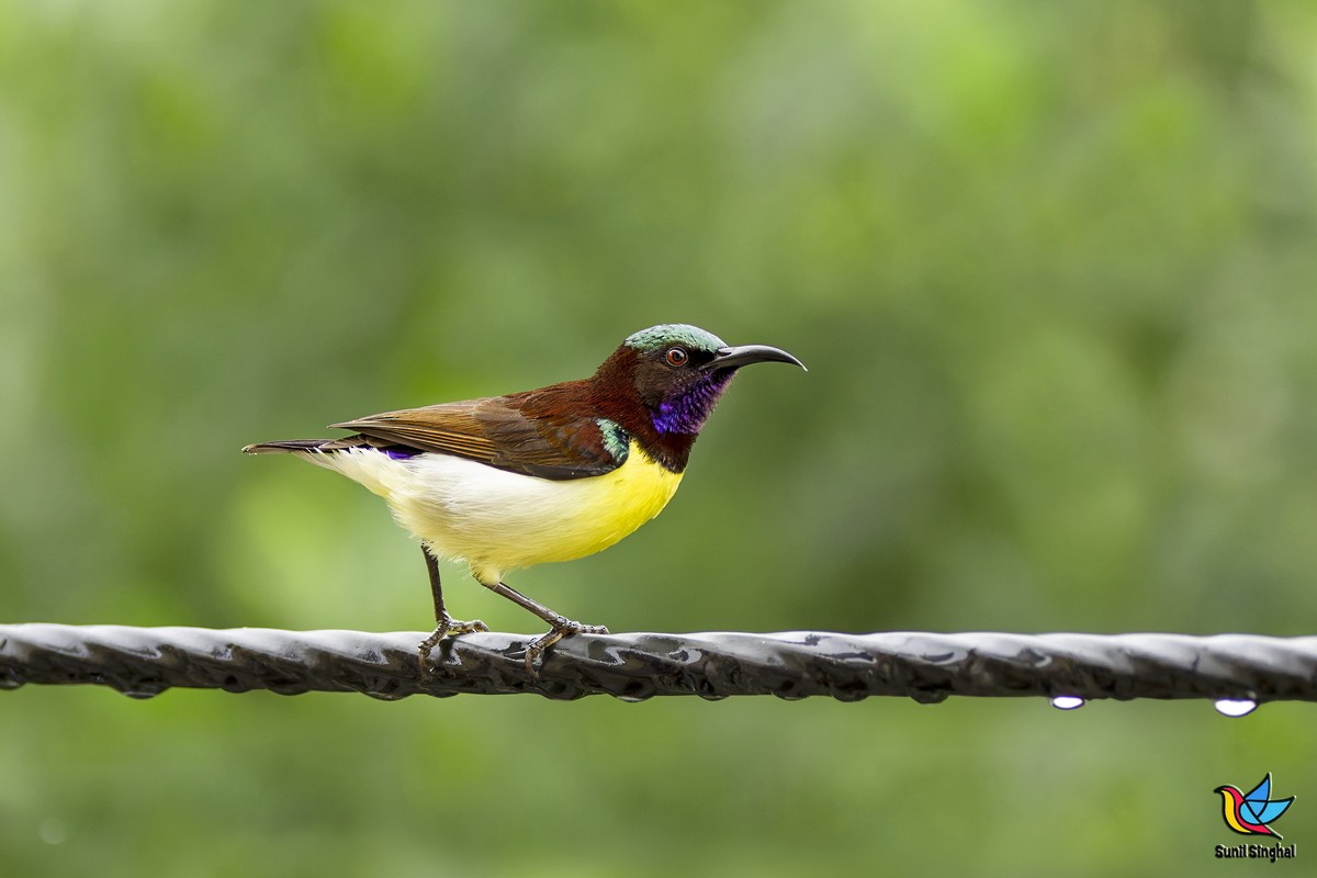 Purple-rumped Sunbird - ML641176139