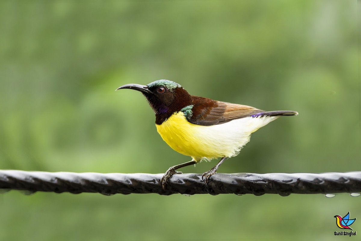 Purple-rumped Sunbird - ML641176140