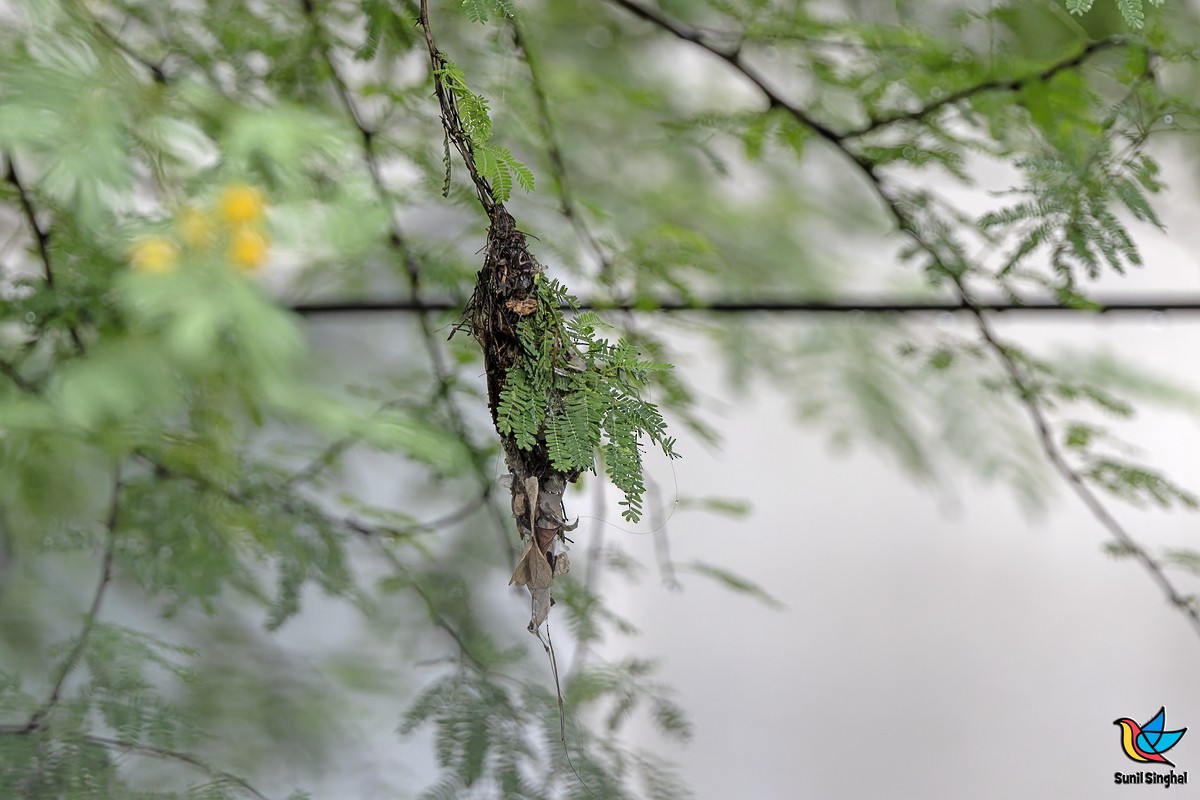 Purple-rumped Sunbird - ML641176141