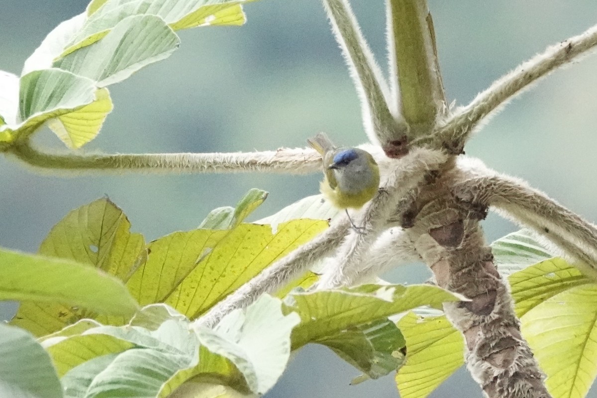 Capped Conebill (Blue-capped) - ML641176155