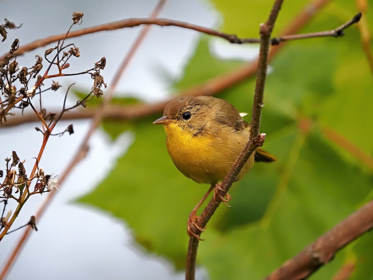 Common Yellowthroat - ML641176171