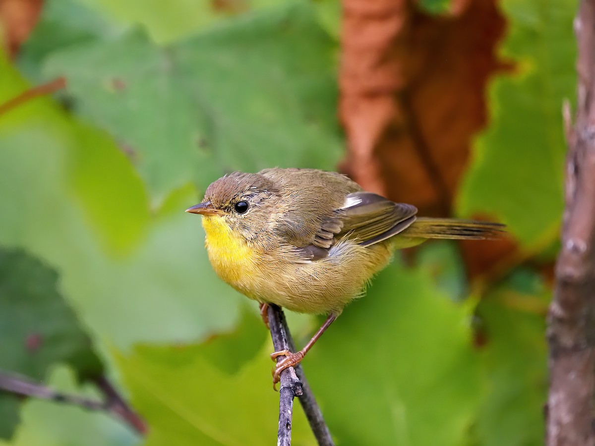Common Yellowthroat - ML641176174