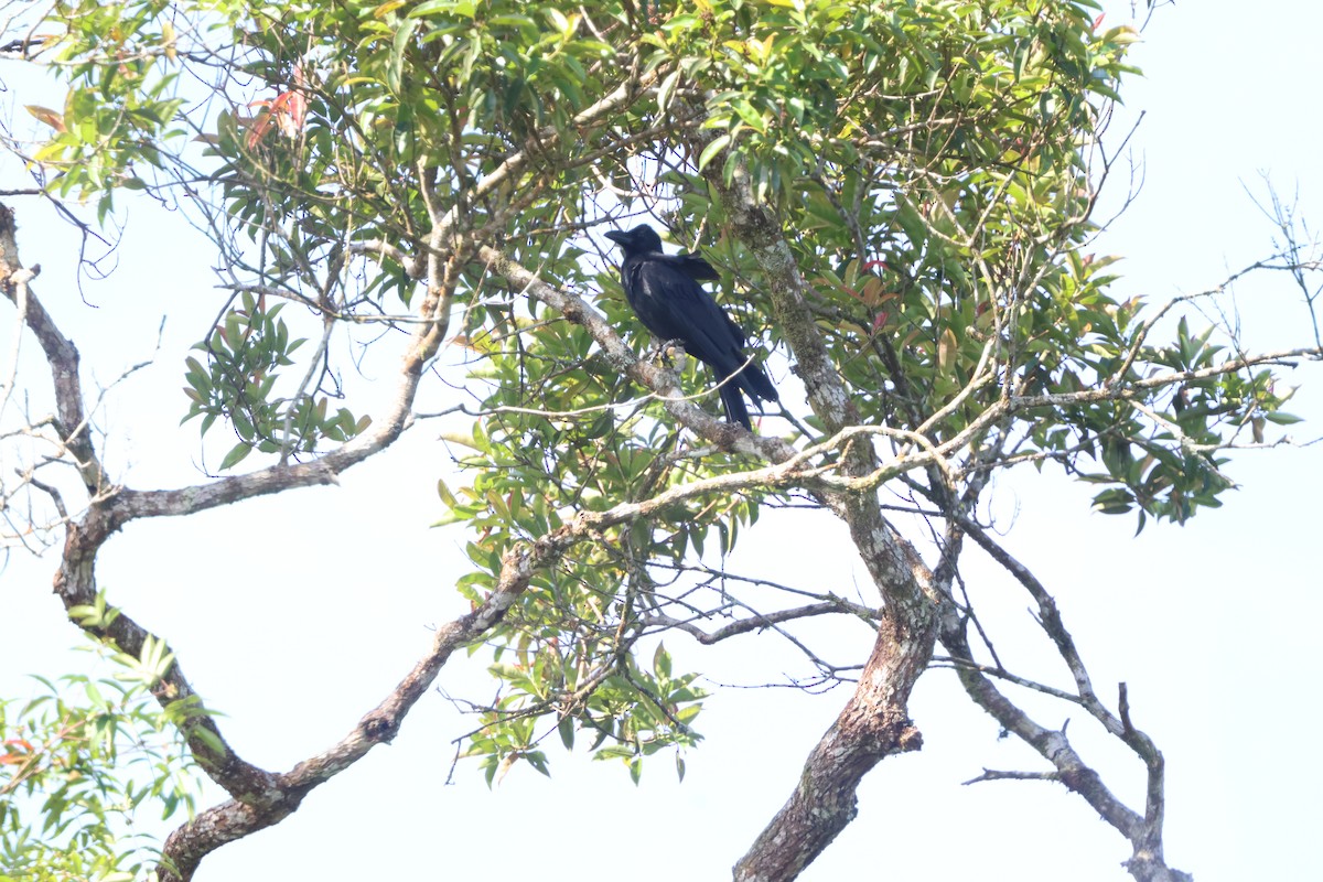 Large-billed Crow - ML641176175
