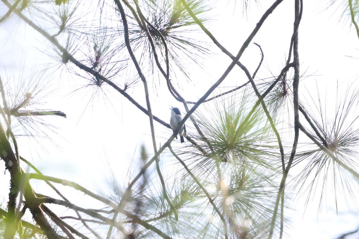 Little Pied Flycatcher - ML641176176