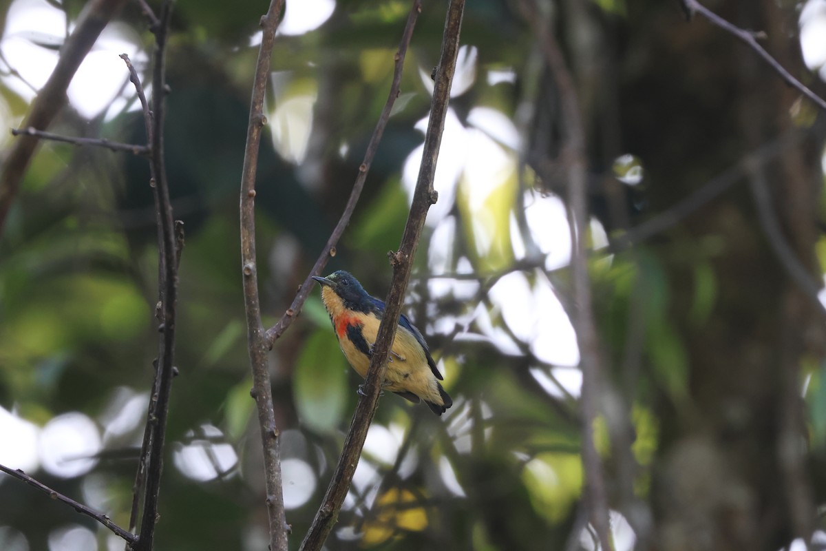 Fire-breasted Flowerpecker - ML641176180