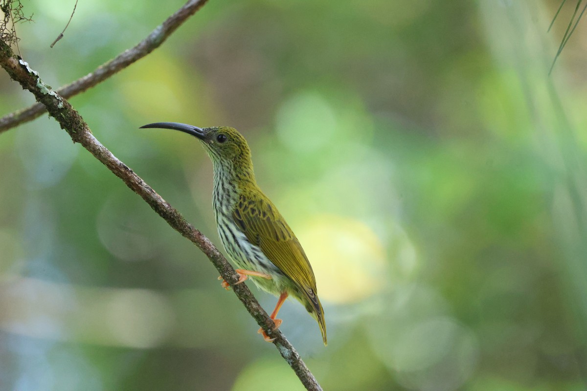 Streaked Spiderhunter - ML641176184