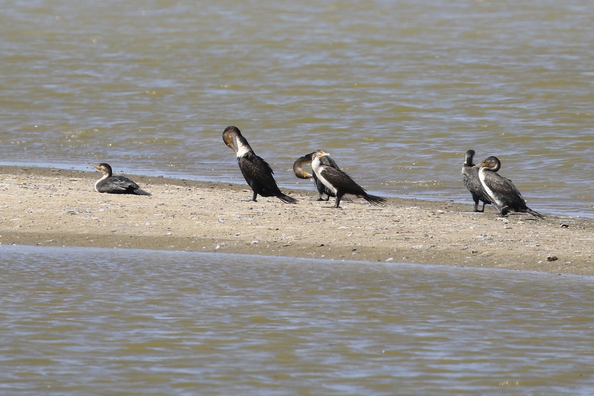 Great Cormorant (White-breasted) - ML641176188