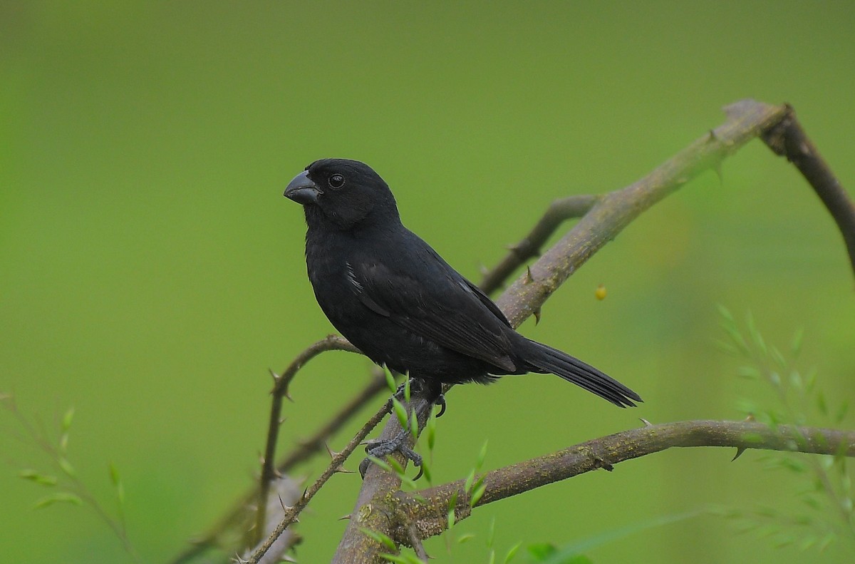 Variable Seedeater - ML641176196