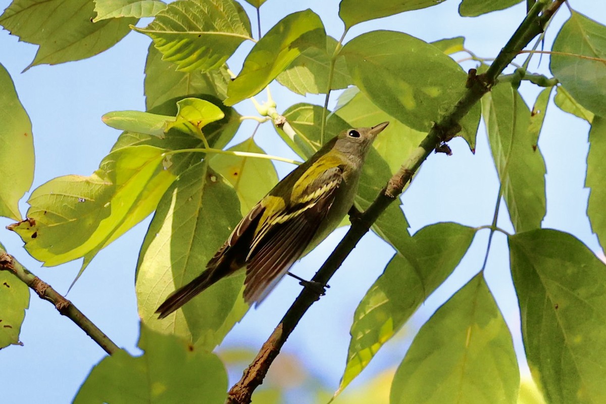Chestnut-sided Warbler - ML641176204