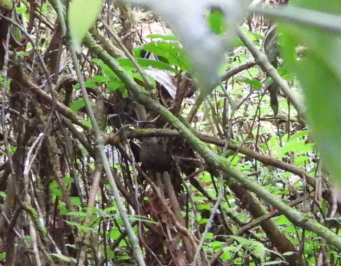 Pygmy Cupwing - ML641176242