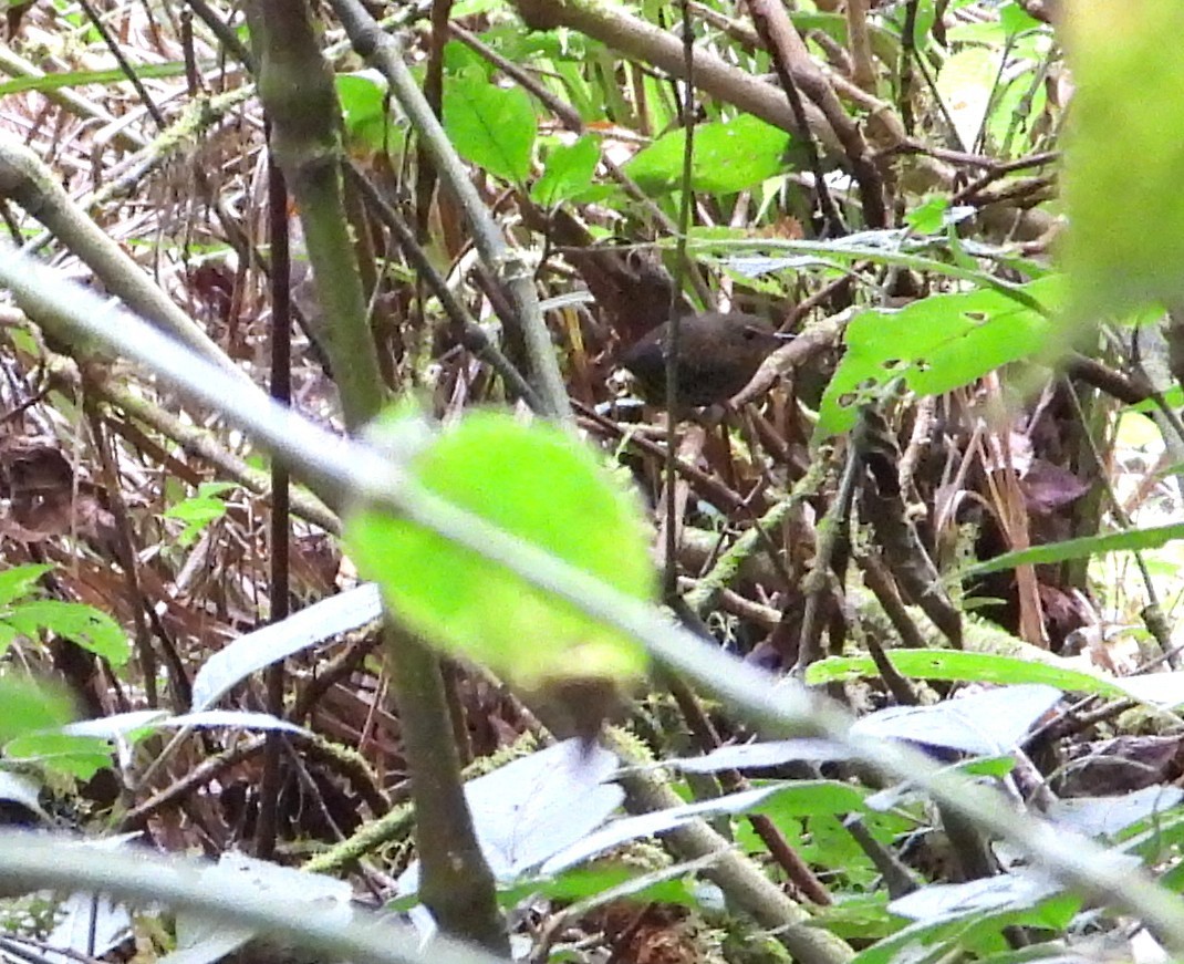Pygmy Cupwing - ML641176243