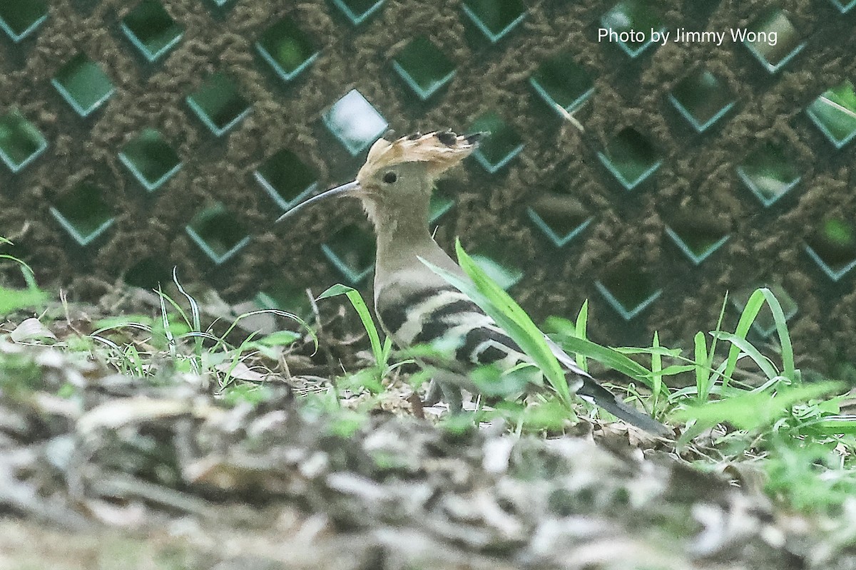 Common Hoopoe - ML641176244