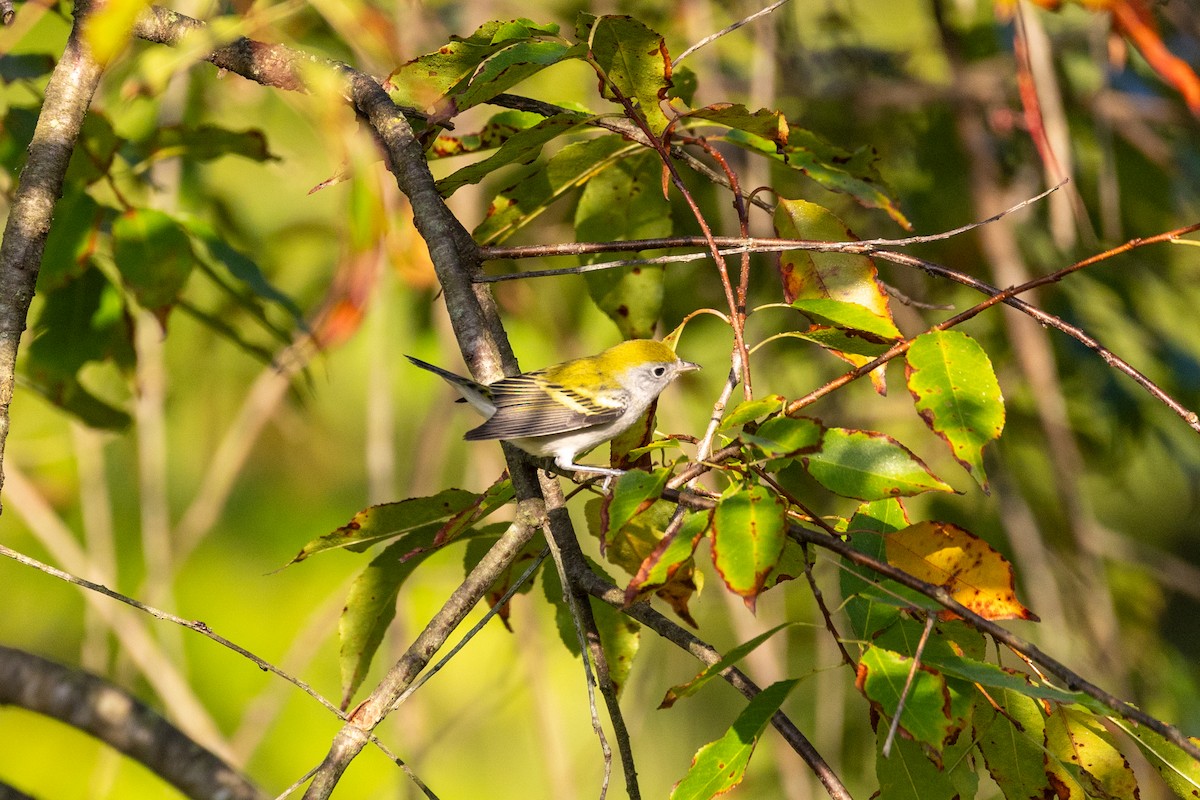 Chestnut-sided Warbler - ML641176259