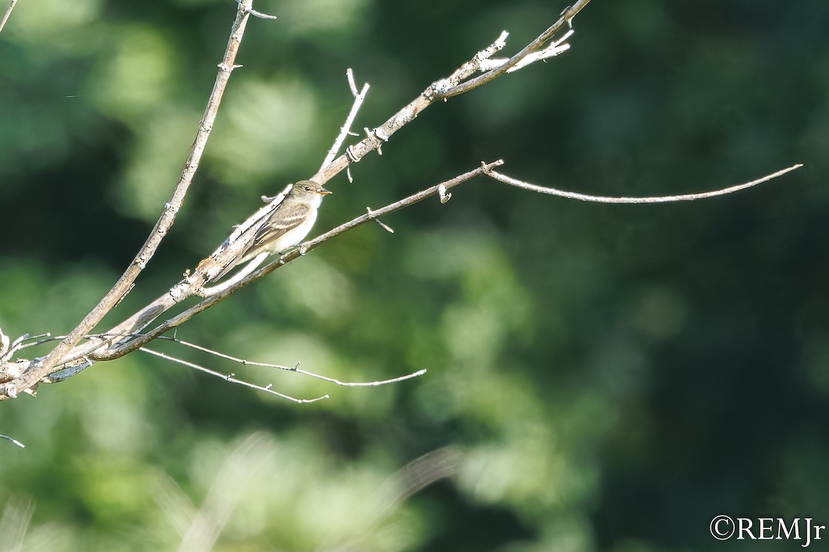 Acadian Flycatcher - ML641176261
