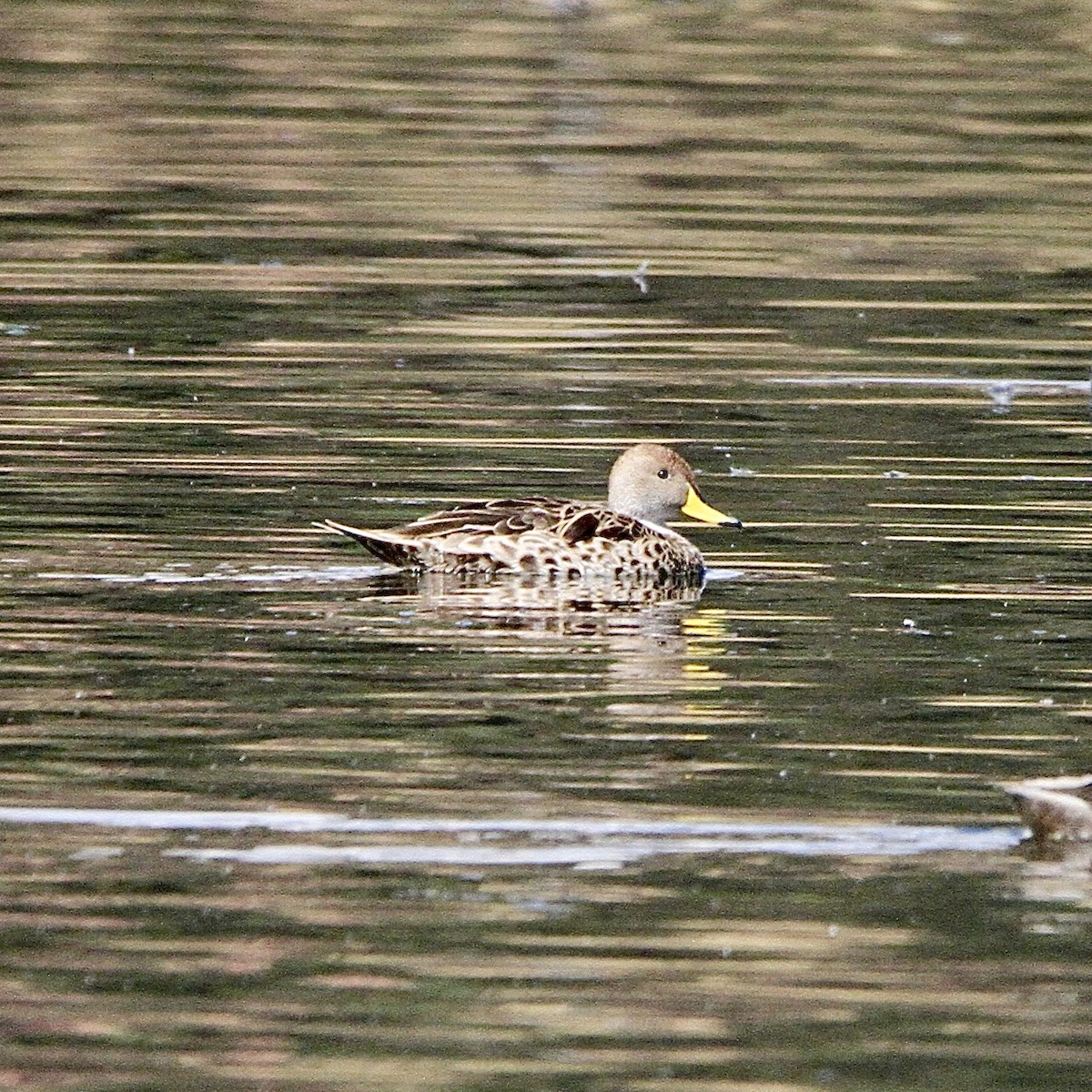 Yellow-billed Pintail - ML641176264