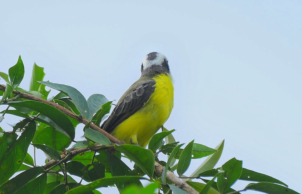 White-ringed Flycatcher - ML641176272