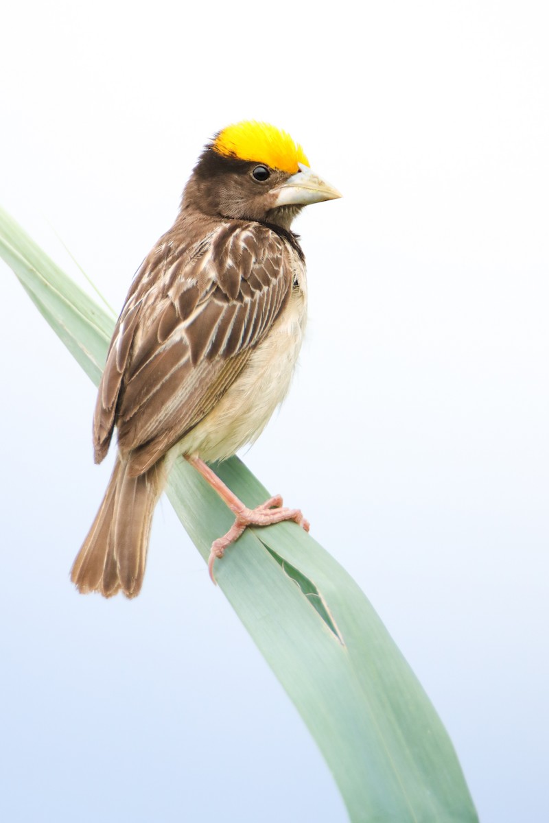Black-breasted Weaver - ML641176273