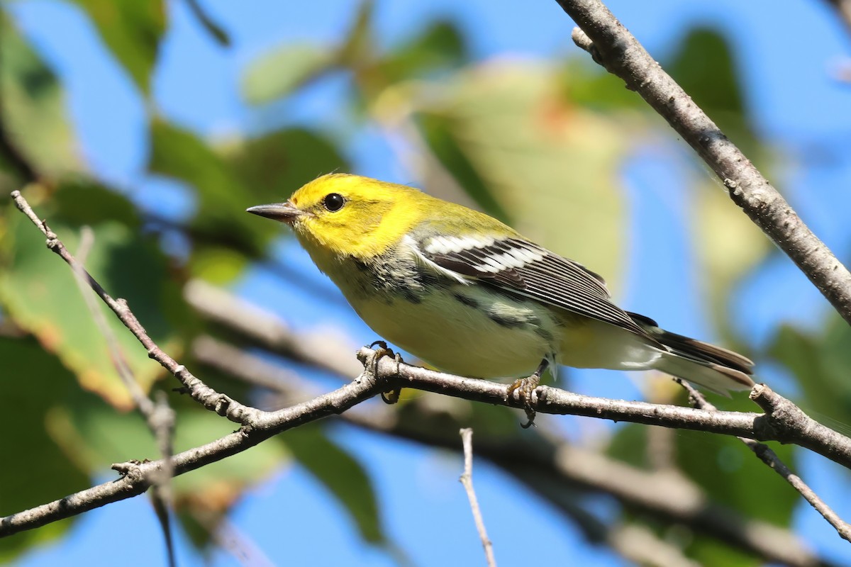 Black-throated Green Warbler - ML641176274