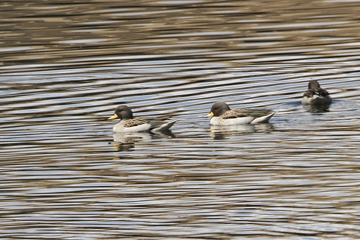 Yellow-billed Teal - ML641176275