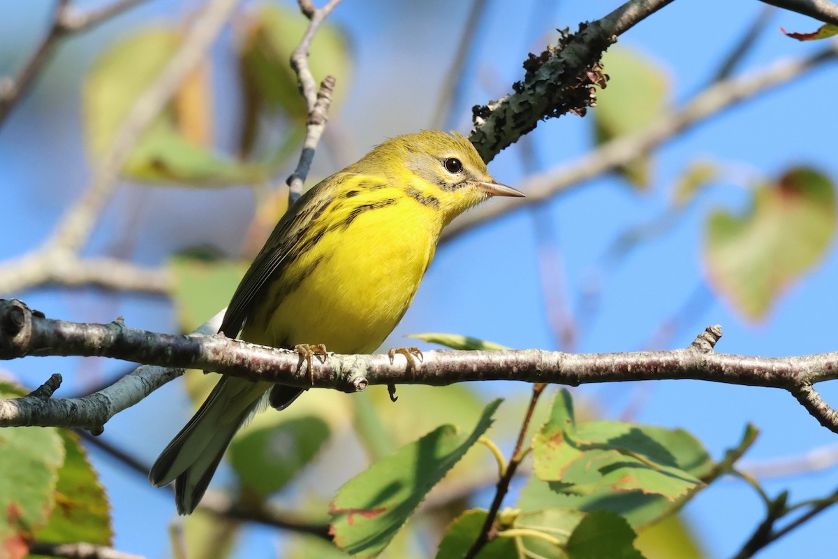 Prairie Warbler - ML641176277