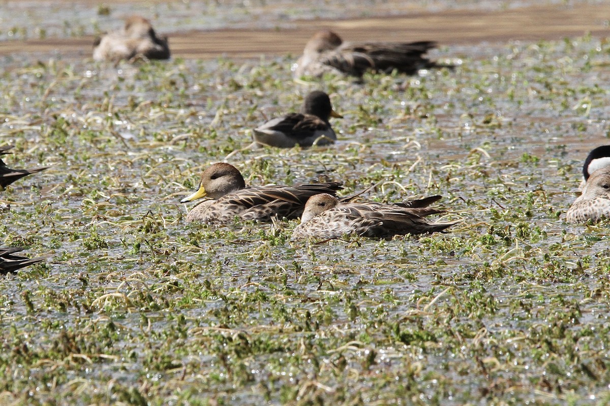 Yellow-billed Pintail - ML641176278