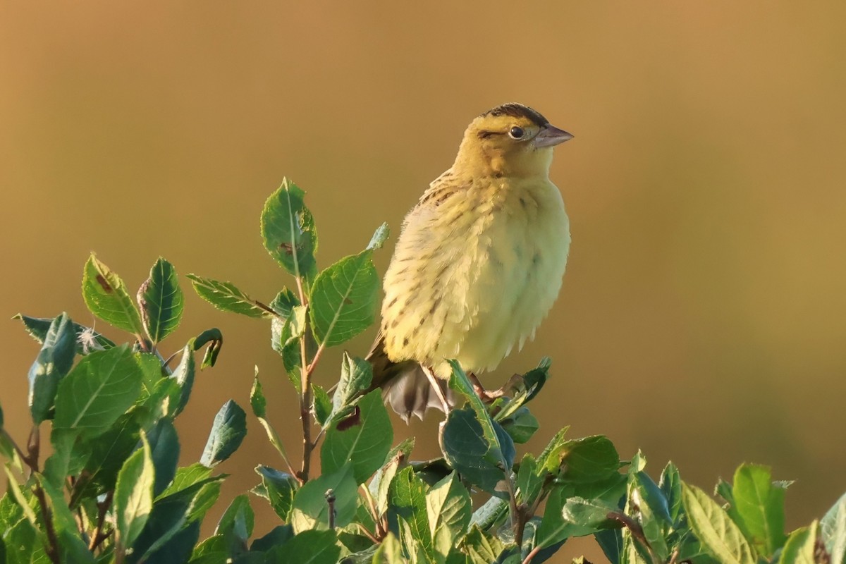 Bobolink - ML641176280