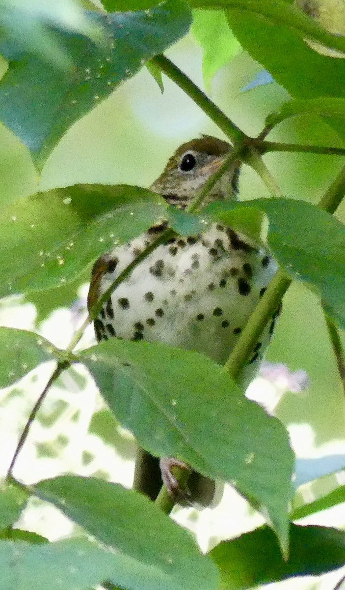 Wood Thrush - ML641176282