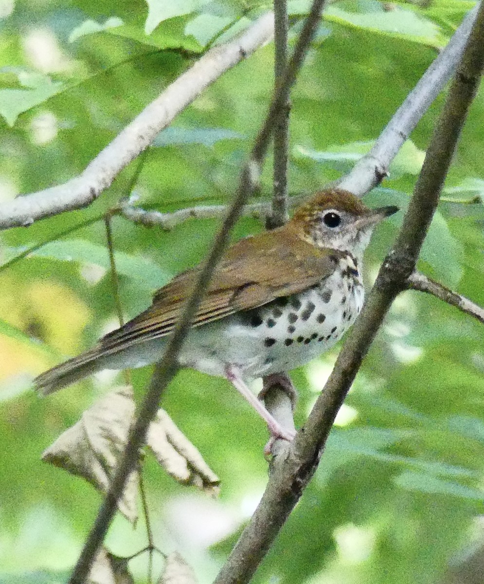 Wood Thrush - ML641176283