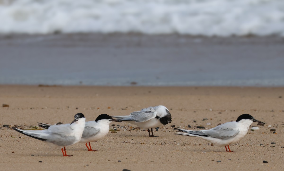 Roseate Tern - ML641176290