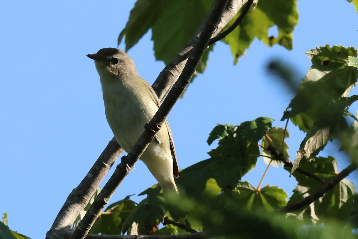 Warbling Vireo - ML641176291
