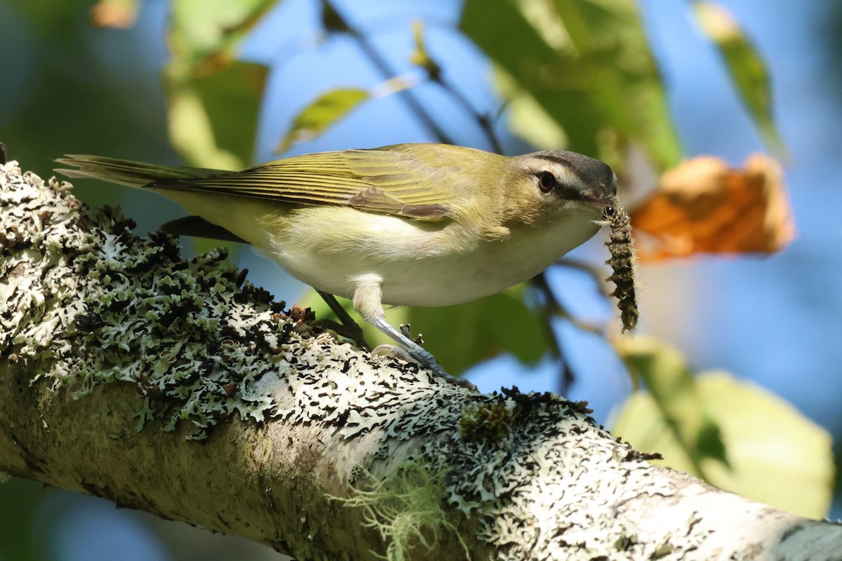 Red-eyed Vireo - ML641176295