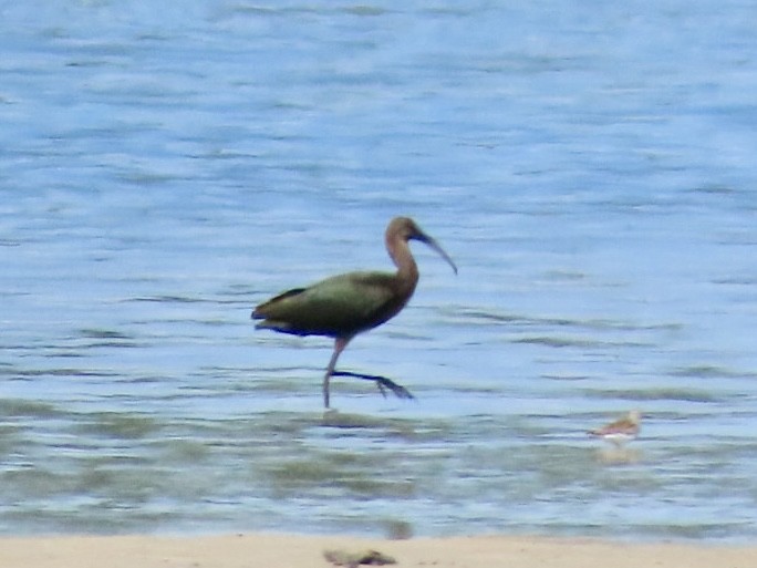 White-faced Ibis - ML641176296