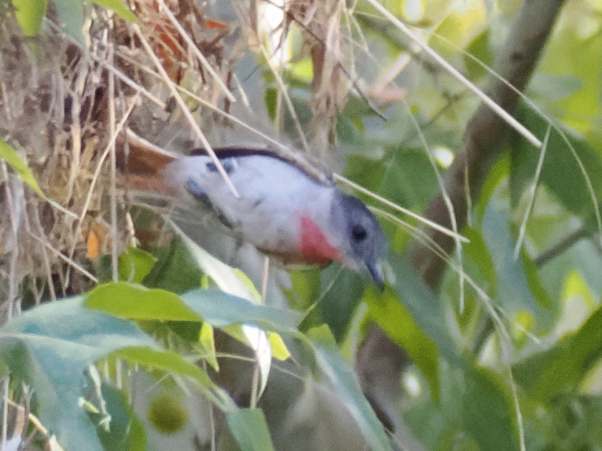 Rose-throated Becard - ML641176298