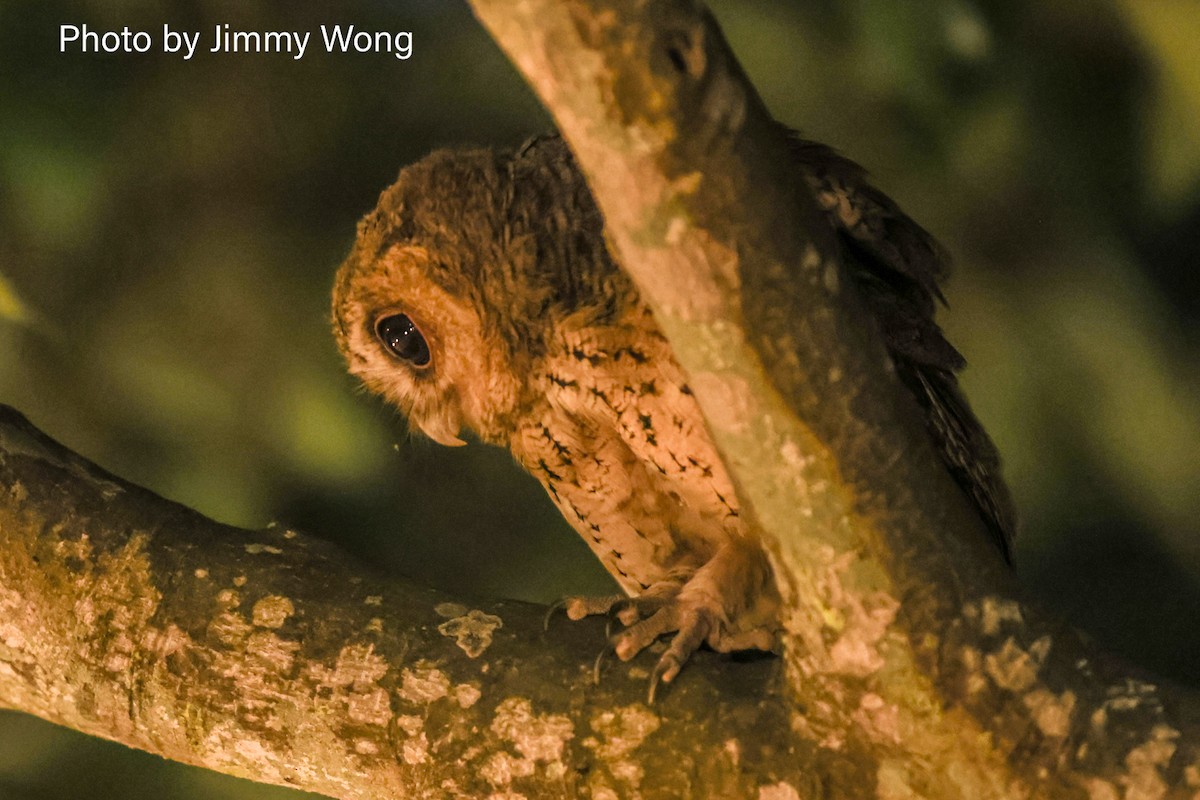 Collared Scops-Owl - ML641176311