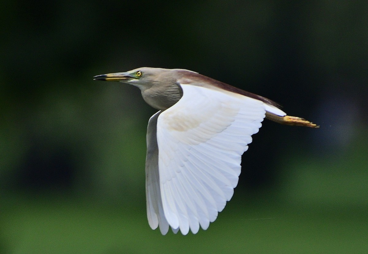 Indian Pond-Heron - ML641176323