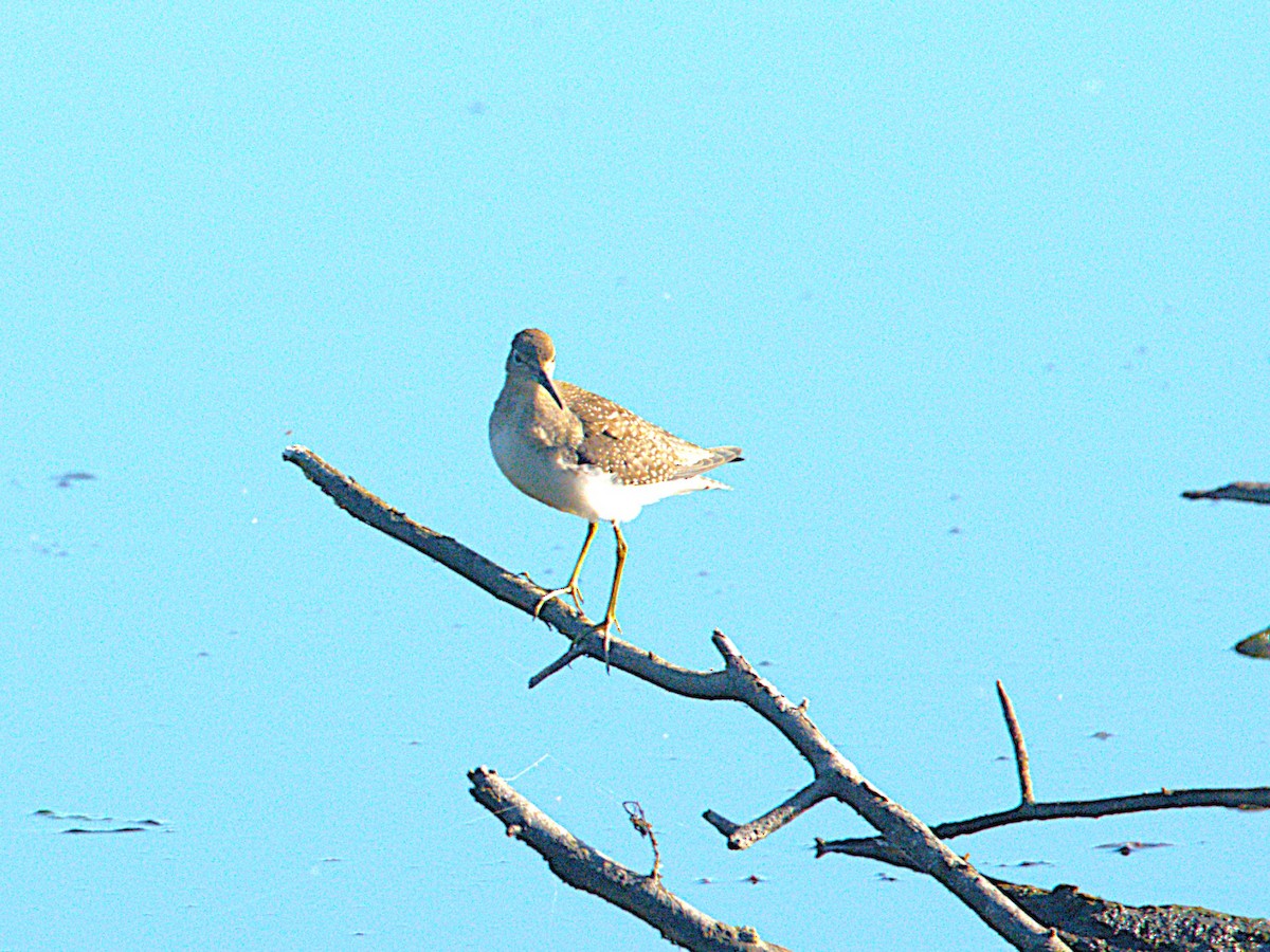 eremittsnipe - ML641176325