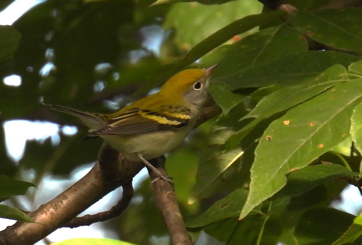 Chestnut-sided Warbler - ML641176337