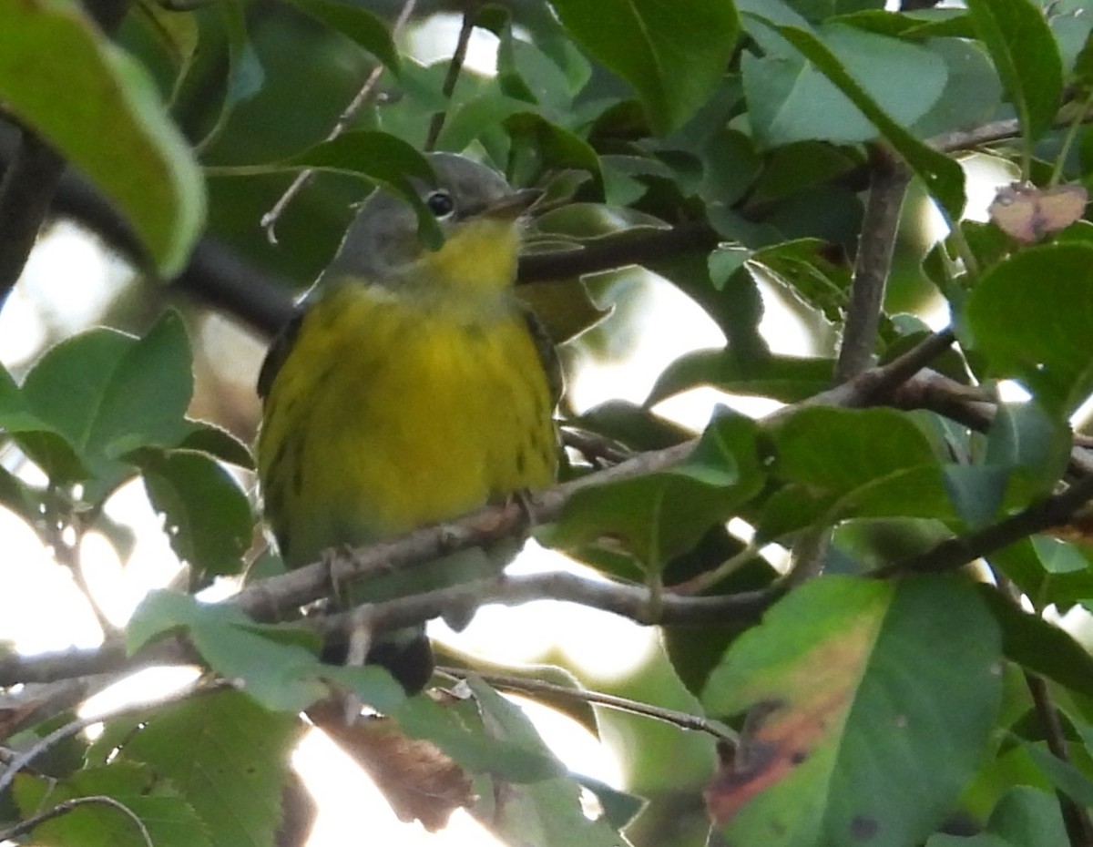 Magnolia Warbler - ML641176343