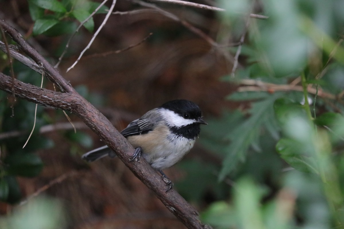 Black-capped Chickadee - ML641176344