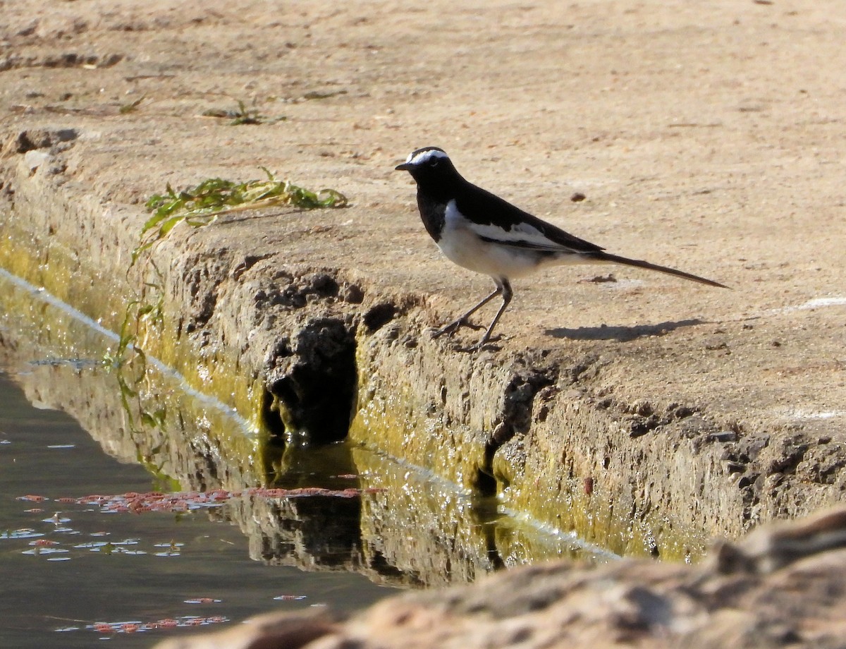 White-browed Wagtail - ML641176346