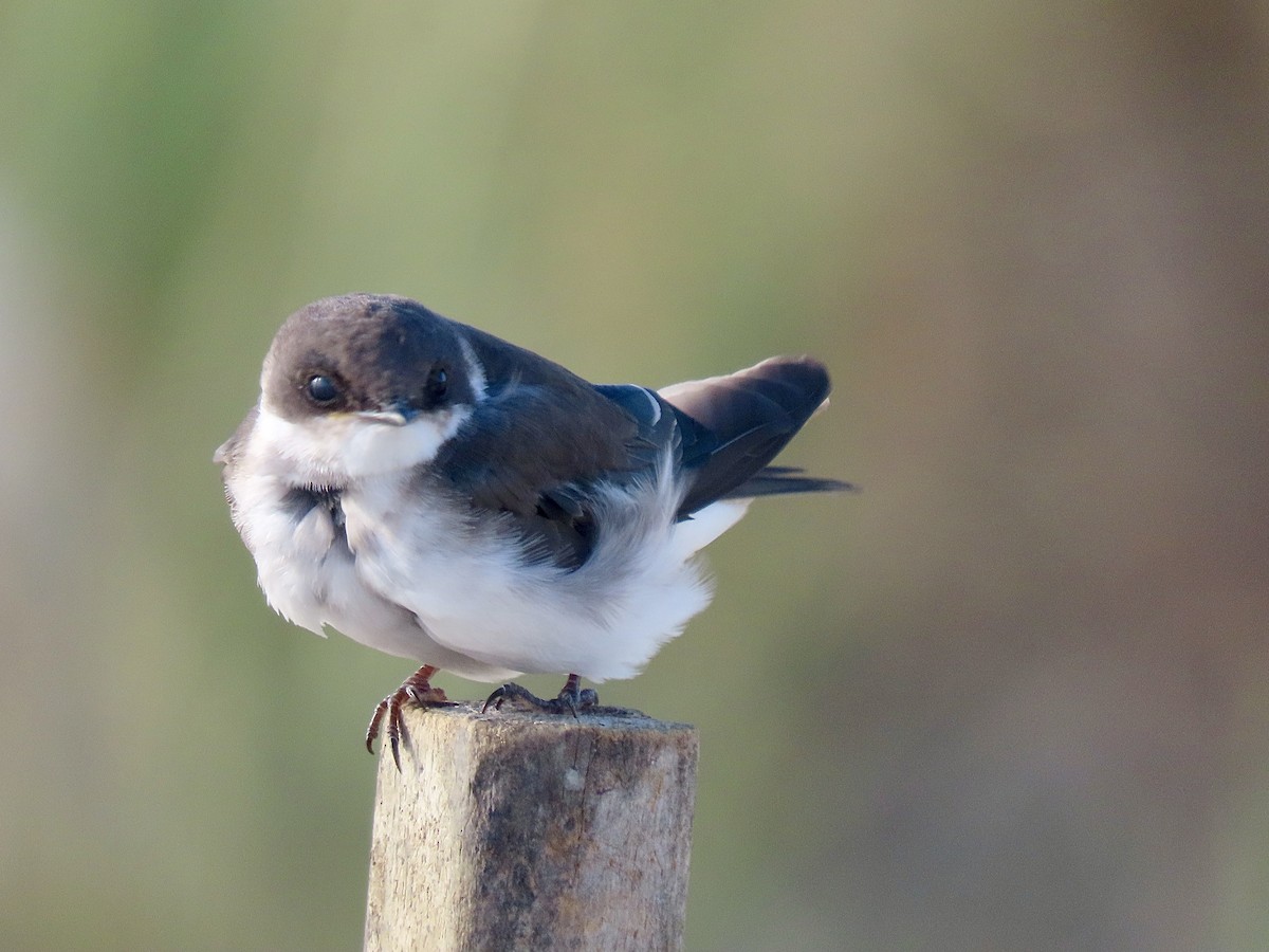 Tree Swallow - ML641176347