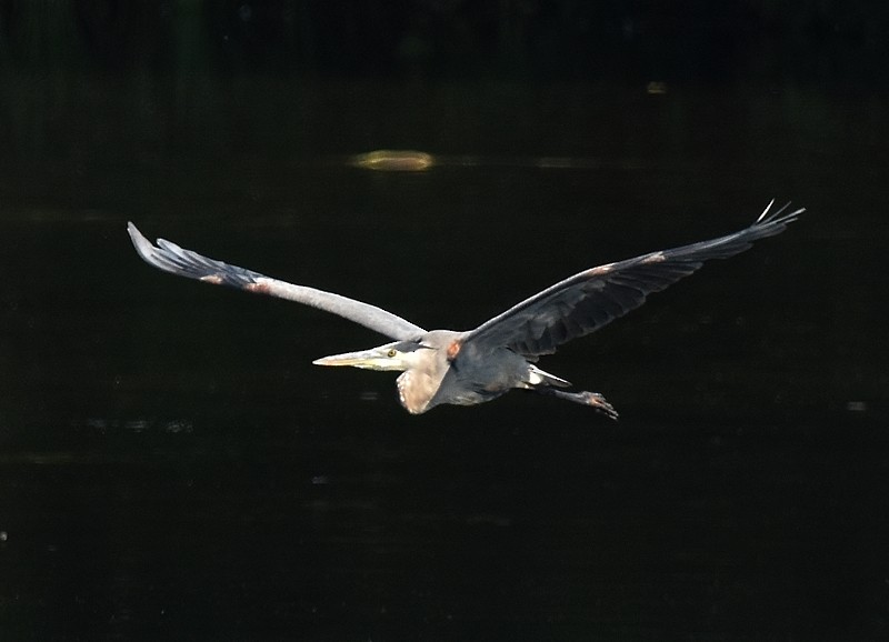 Great Blue Heron - ML641176348