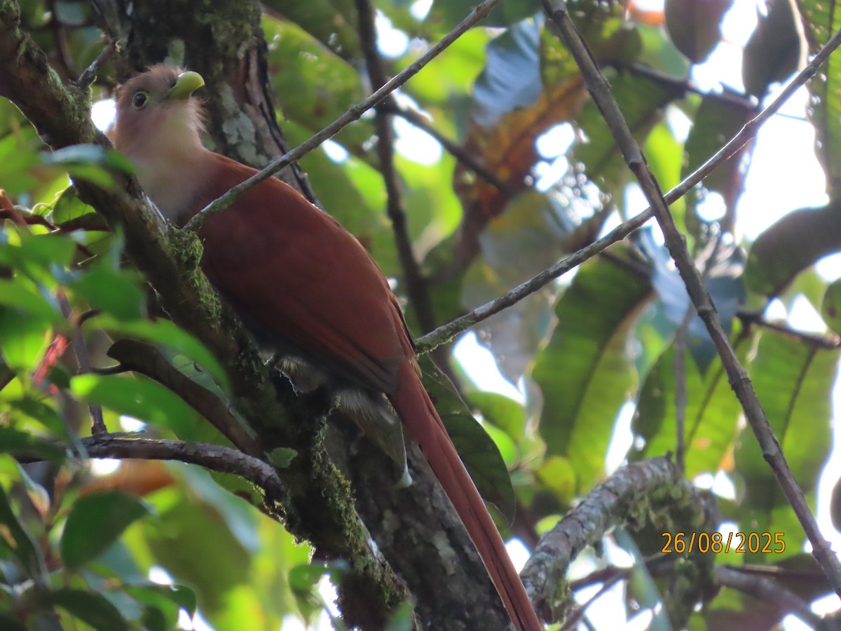 Squirrel Cuckoo - ML641176349