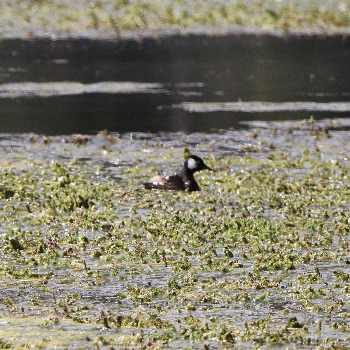 White-tufted Grebe - ML641176350
