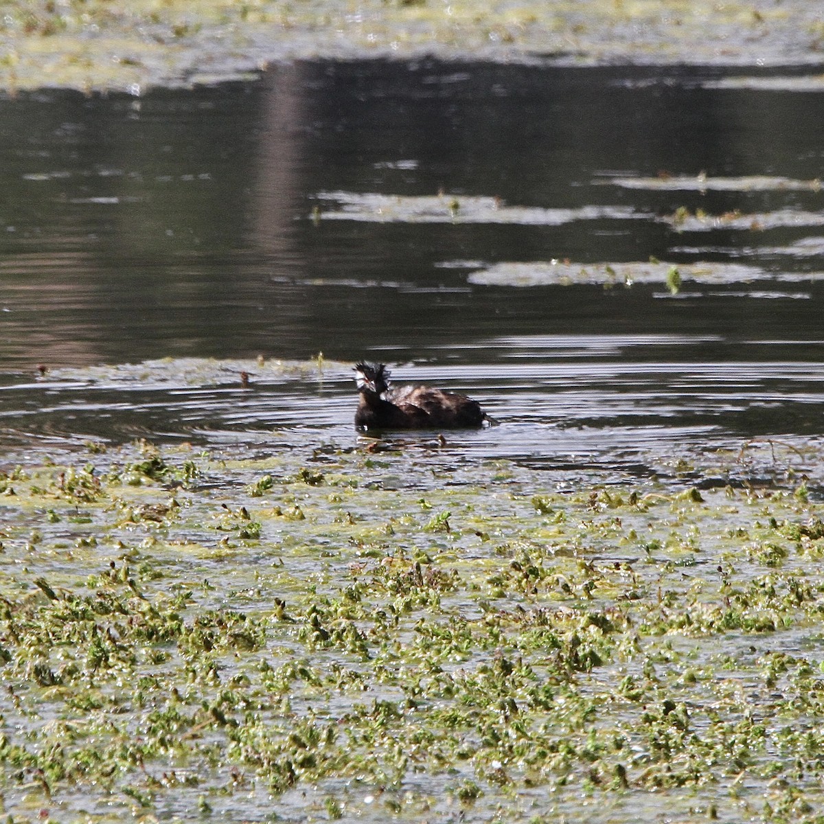 White-tufted Grebe - ML641176351