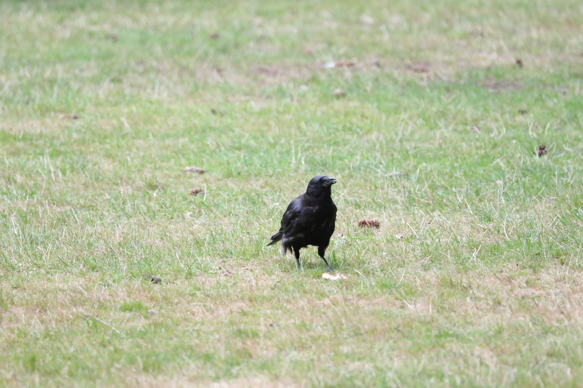 American Crow - ML641176353