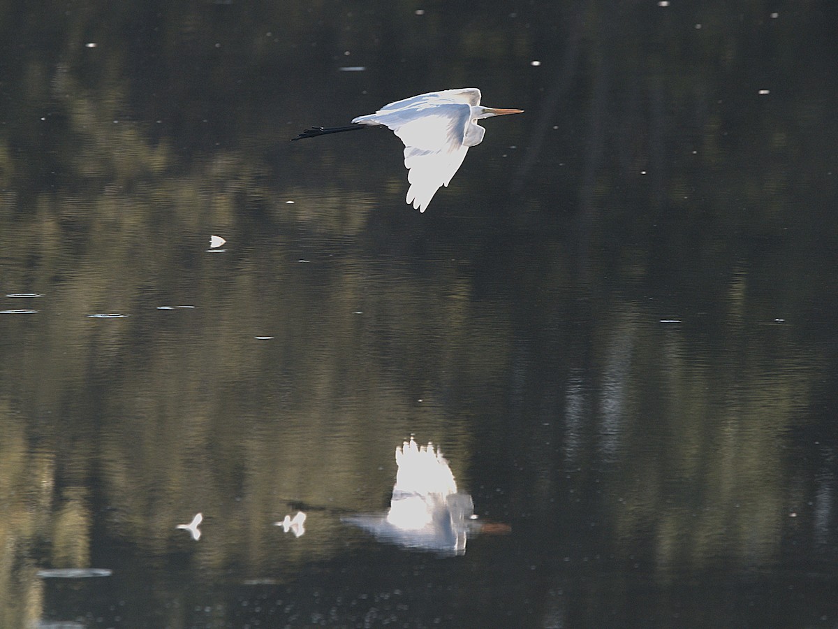 Great Egret - ML641176360