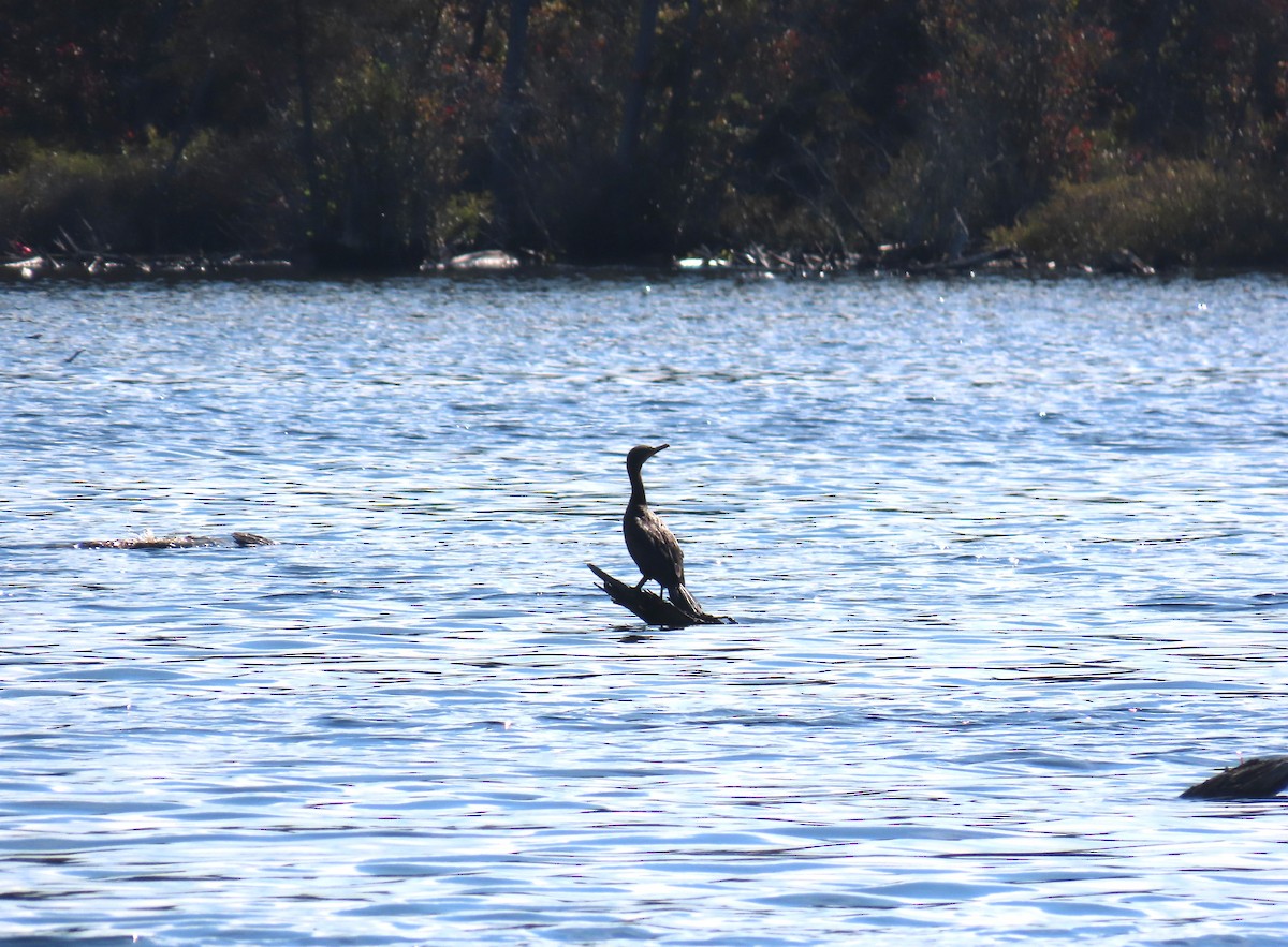 Double-crested Cormorant - ML641176364