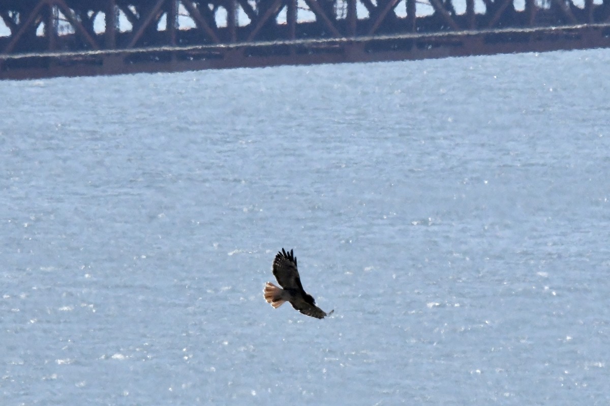 Red-tailed Hawk - ML641176365