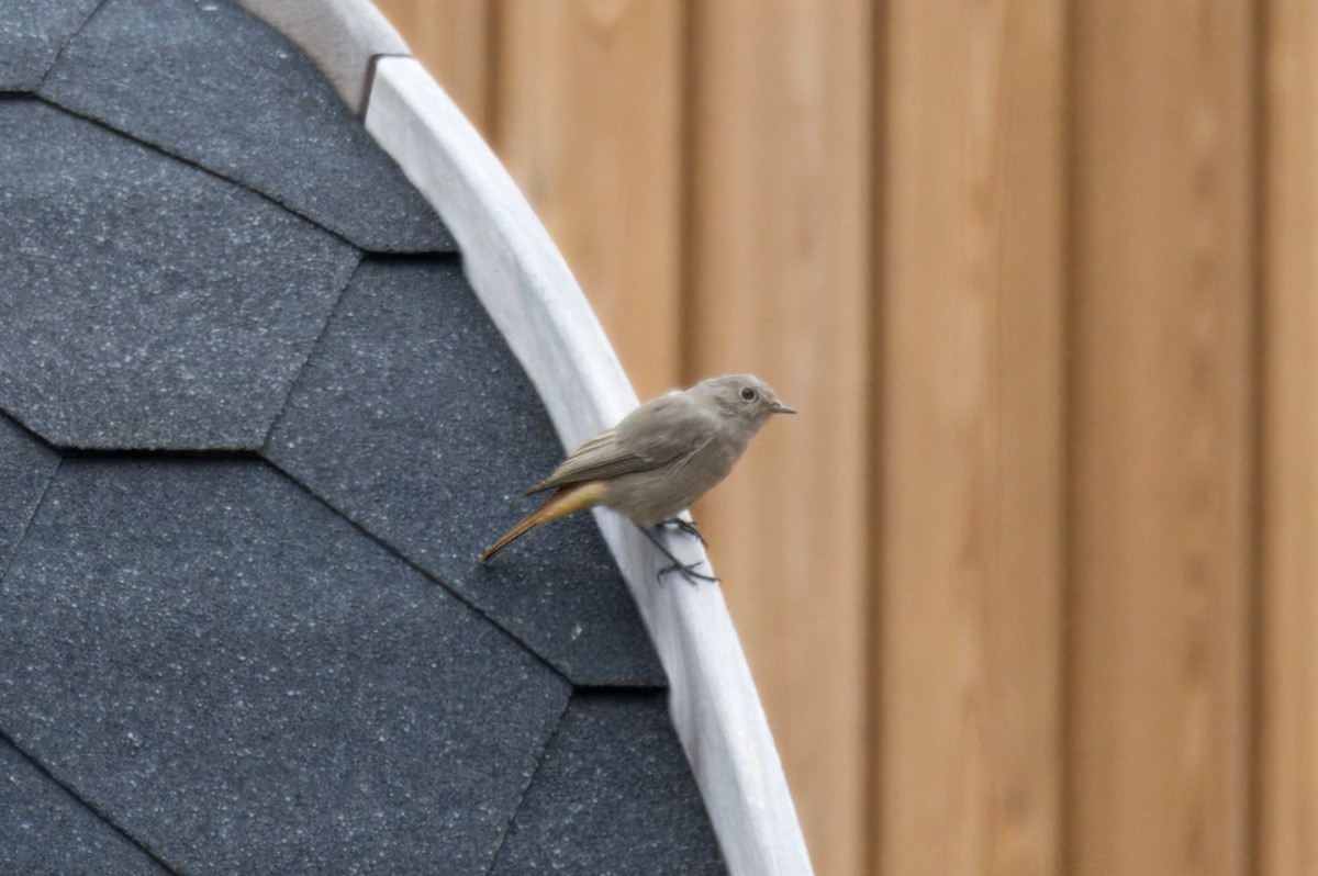 Black Redstart - ML641176370